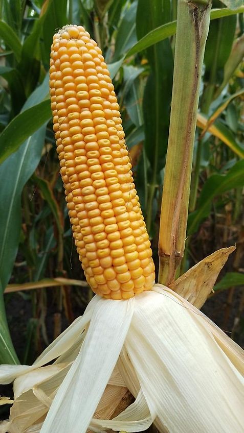 Merlo Anbaugerät Mastverlängerung 300 cm Verzinkt zum Materialtransport für die letzten meter