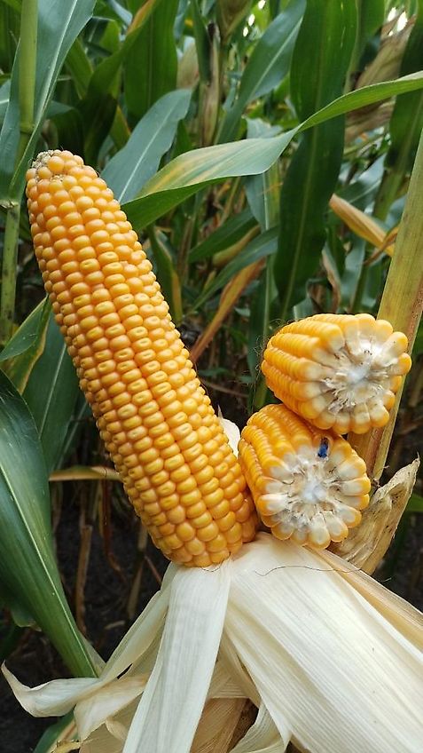 Merlo Anbaugerät Mastverlängerung 300 cm Verzinkt zum Materialtransport für die letzten meter